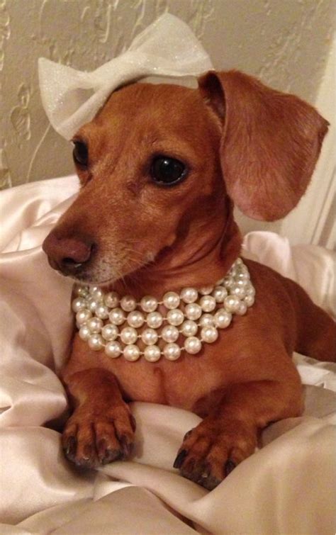 the dachshund wearing prada